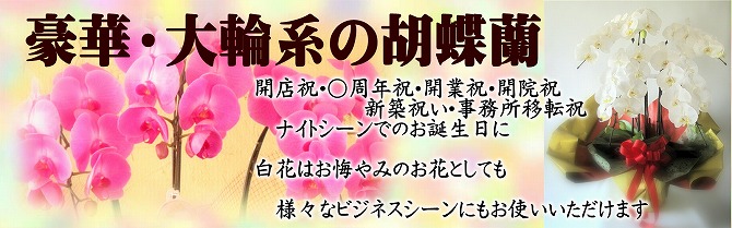 花屋　静岡　花　花や　花束　送料無料　フラワーアレンジメント　母の日　プレゼント　ギフト　鉢花　観葉植物　胡蝶蘭　コチョウラン