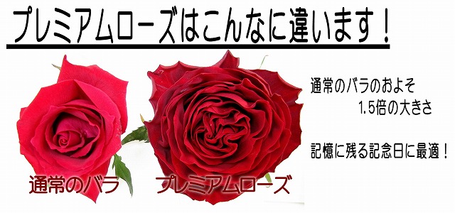 花屋　静岡　花　花や　花束　送料無料　フラワーアレンジメント　母の日　プレゼント　ギフト　鉢花　観葉植物　胡蝶蘭　コチョウラン