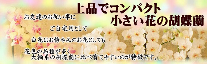 花屋　静岡　花　花や　花束　送料無料　フラワーアレンジメント　母の日　プレゼント　ギフト　鉢花　観葉植物　胡蝶蘭　コチョウラン