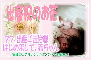 花屋　静岡　花　花や　花束　送料無料　フラワーアレンジメント　母の日　プレゼント　ギフト　鉢花　観葉植物　胡蝶蘭　コチョウラン